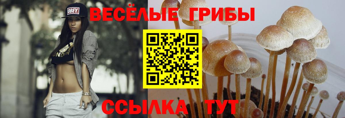 Воркута  Галлюциногенные грибы Psilocybe  Вход с VPN 